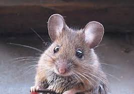 Pest Reject